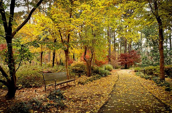arboretum fall